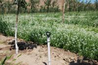 Sweet Alyssum