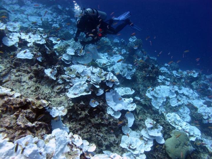 Seascape of Bleached Plating Corals