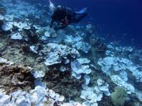 Seascape of Bleached Plating Corals