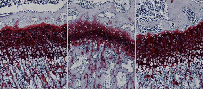 Histological analysis of sections of the growth plate