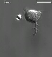Neutrophil Follows Chemical Trail