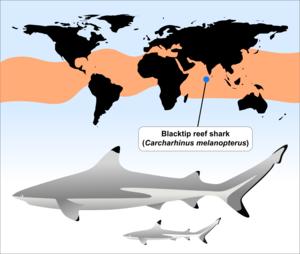Illustration of sharks