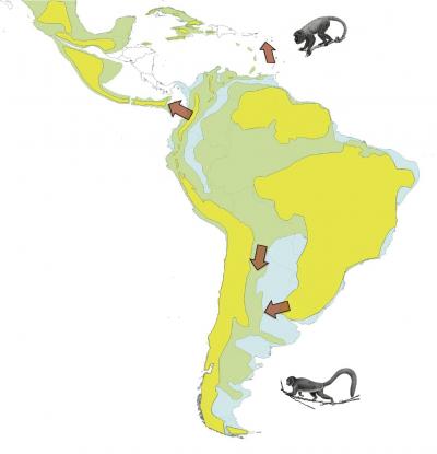Monkey Migration Out of the Amazon Basin