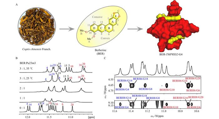 TMPRSS2-G4 (Pu23m3) interaction with berberine