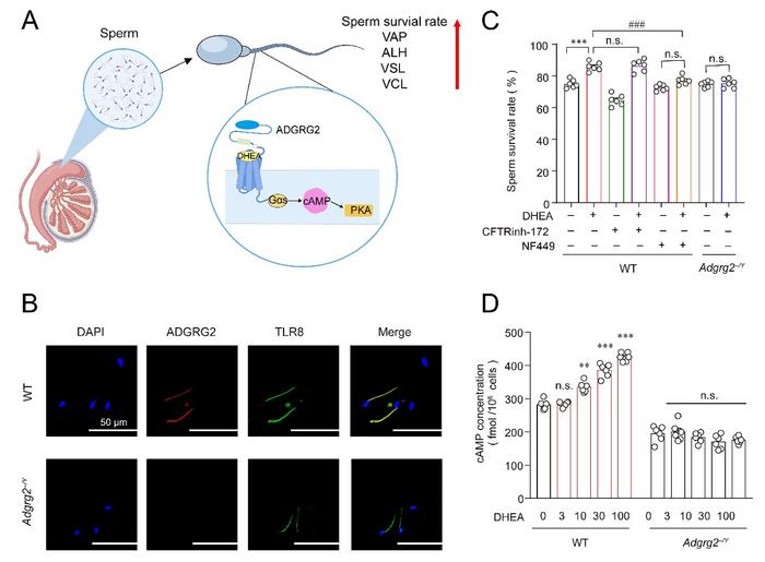 DHEA Regulates Chloride Homeostasis and Sperm Motility via the Membrane Receptor ADGRG2