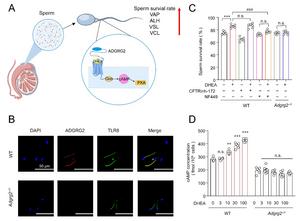 DHEA Regulates Chloride Homeostasis and Sperm Motility via the Membrane Receptor ADGRG2