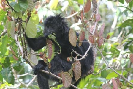 Monkey Feeding