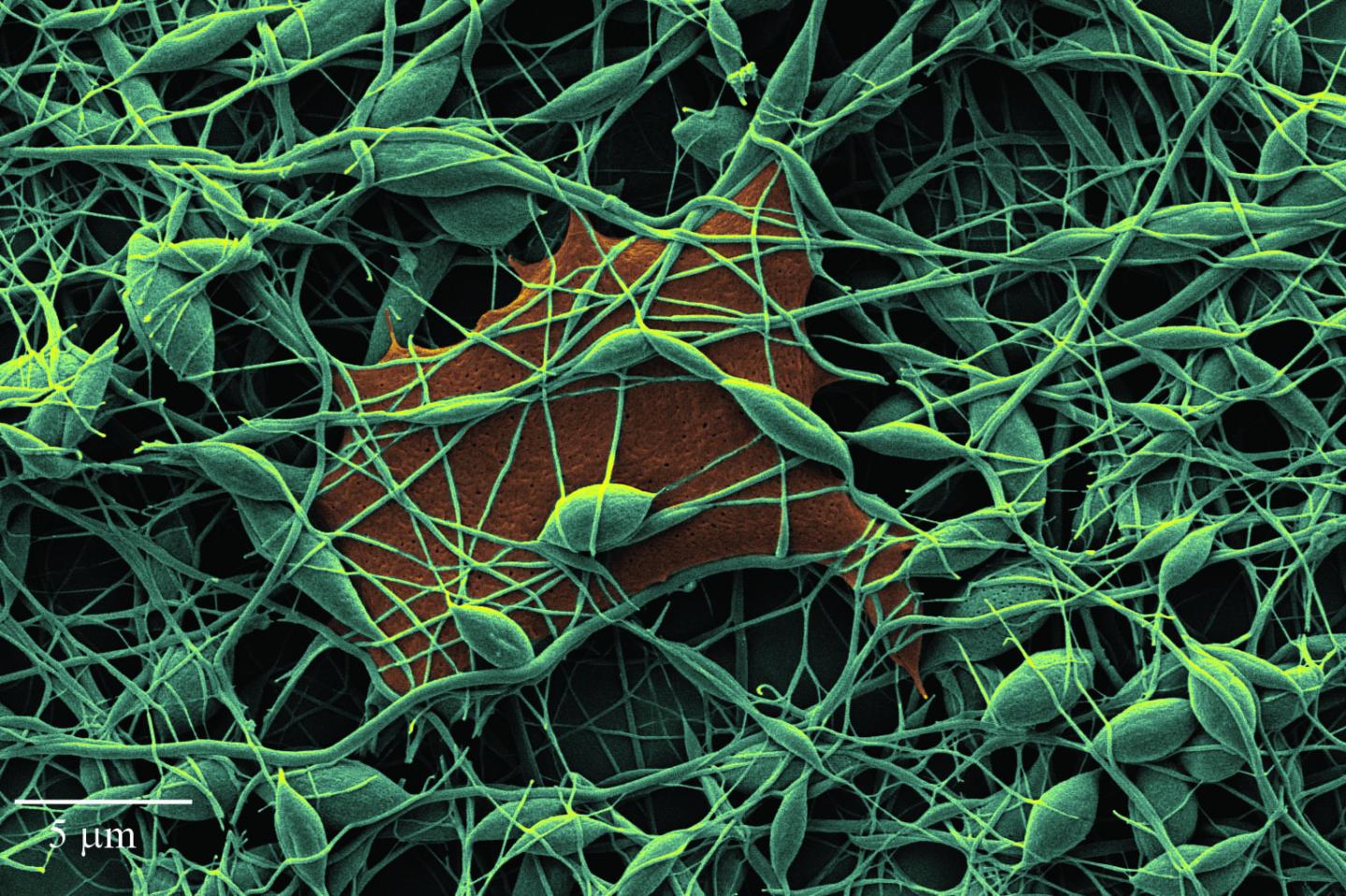 Image 2: Smart wound dressing