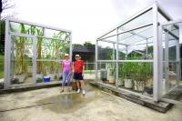 Teosinte Comparison