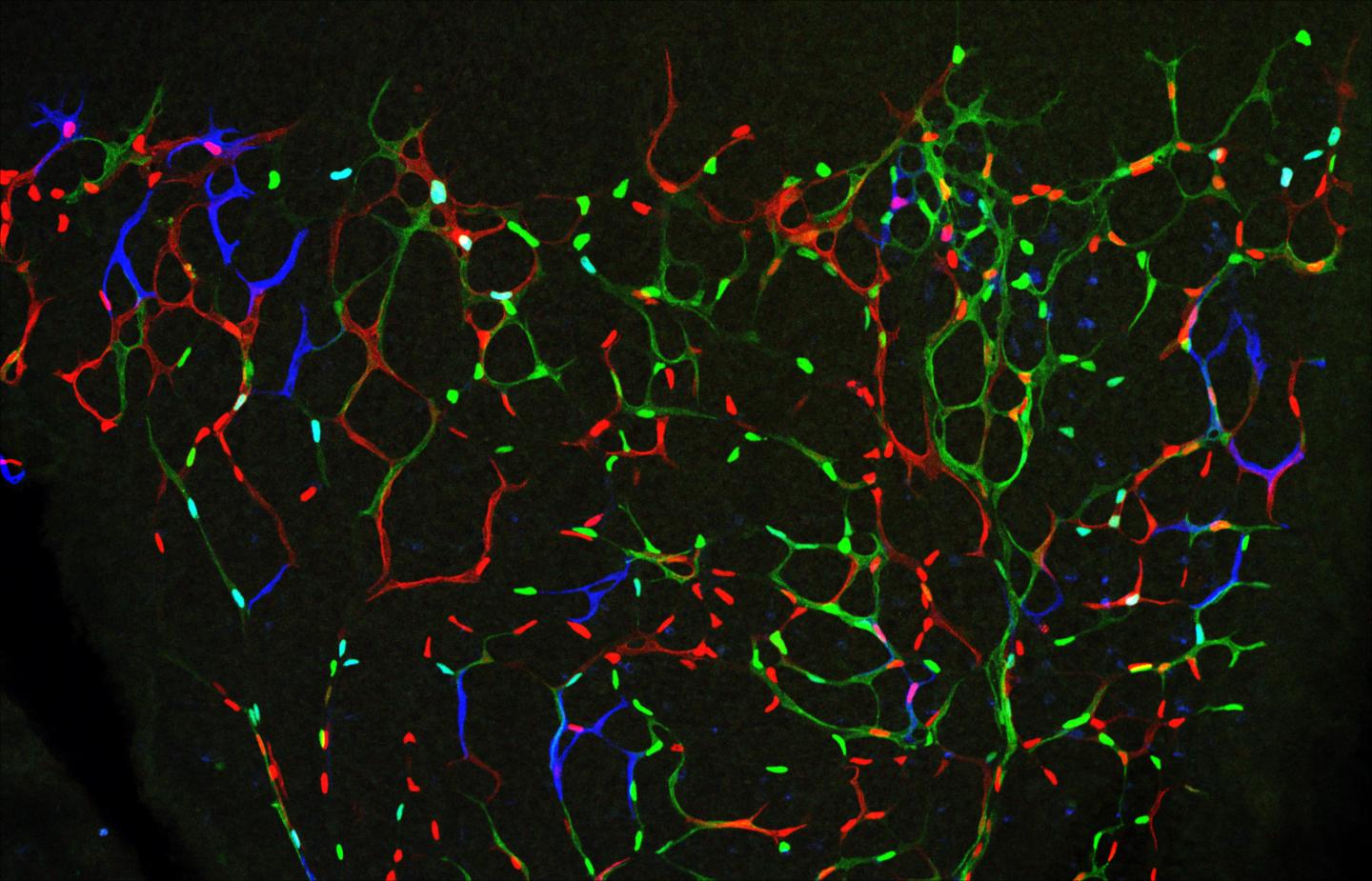 Endothelial Cells