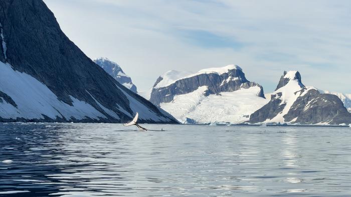 Whale