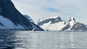 Whale
