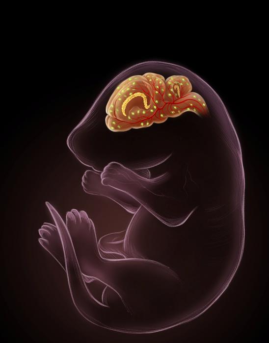 Three cell types