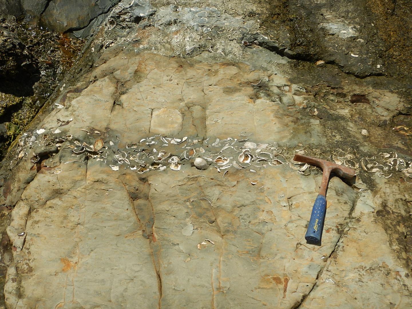 Marine Fossil Record Highlights Extinction Risks (3 of 3)