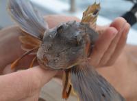 Sea Robin