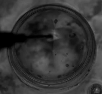 Surface Tension, Not Gravity, Drives Viscous Bubble Collapse (7 of 9)