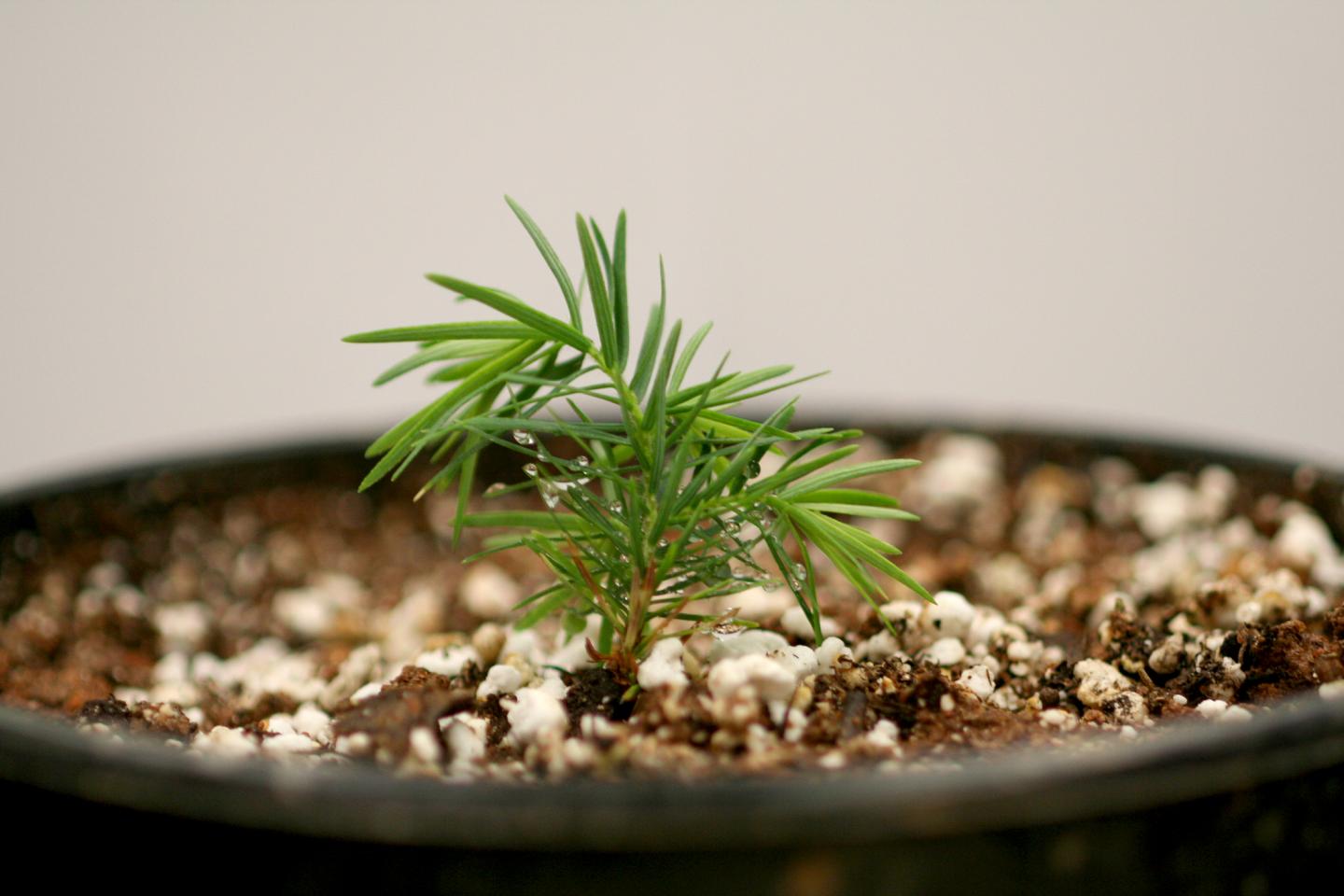 Carolina Hemlock Somatic Seedling