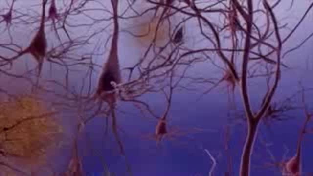 Salk Scientists Develop Drug that Slows Alzheimer's in Mice