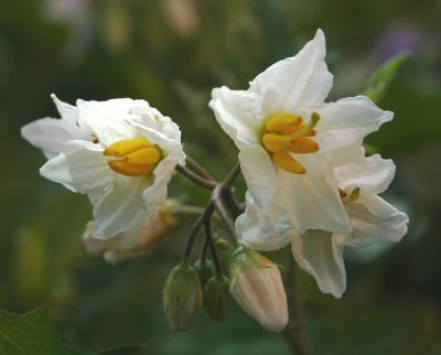 Male and Bisexual Flowers in Horsenettle
