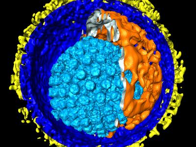 Herpesvirus