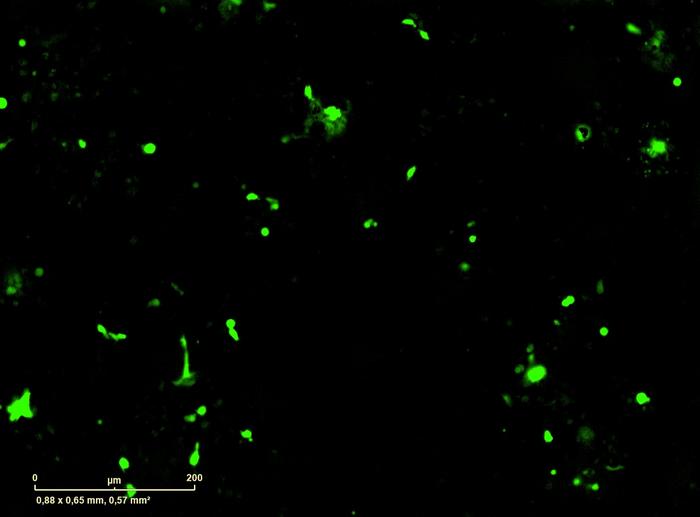 Cancer immunotherapies with a switch