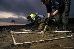 Seagrass restoration