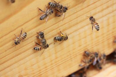 Forager Bee Returns with Pollen