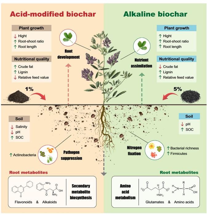 Contrasting acidic and alkaline biochar reprogram alfalfa metabolism and rhizosphere microbiomes in saline-alkali soils