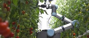 Robotic breeder GEAIR is working in greenhouse