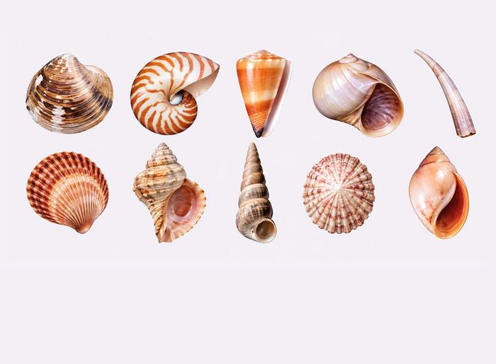 The Mathematics of Growing Molluscan Shells