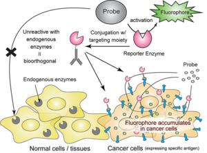 Overview of the probe and enzyme