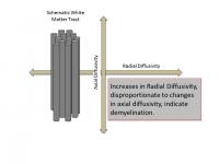 Water Movement Relative to Nerve Fibers