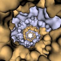 Fertilization Discovery: Do Sperm Carry Tiny Harpoons?