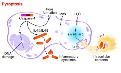 Pyroptosis: How a Dying Cell Sounds an Alarm