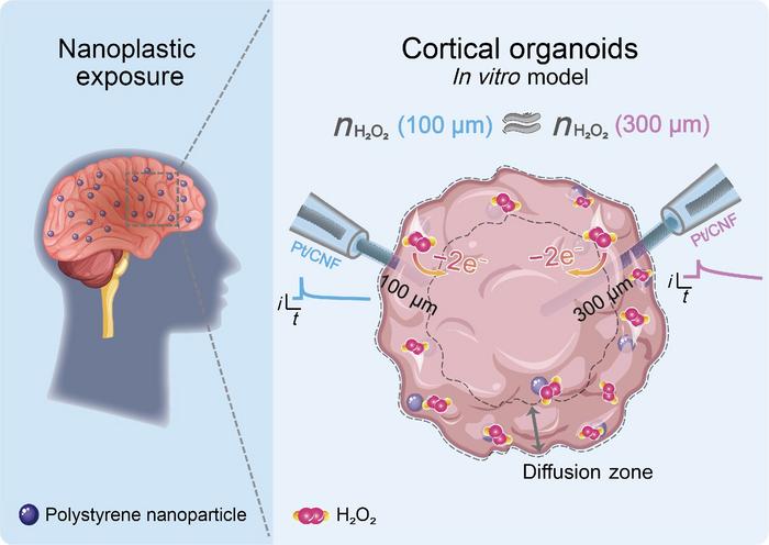 Flexible electrodes map nanoplastic-induced oxidative stress in 3D cortical organoids