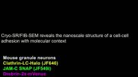 Neural Adhesion