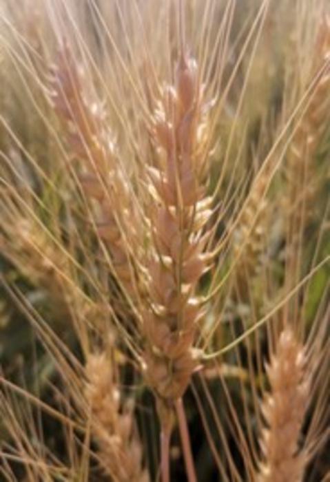 Overcoming a crucial tradeoff in wheat cultivation