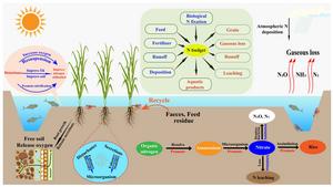Promotion of nitrogen accumulation through enhanced soil-water interface activity in rice-aquatic animal co-culture systems: a review