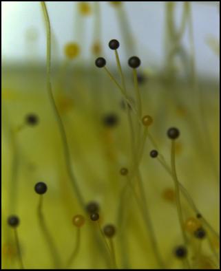 Fruiting Bodies of <i>Phycomyces blakesleeanus</i>