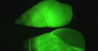 Green Snails
