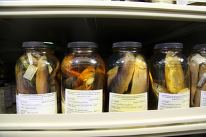 Jars of herring