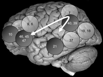Brain Areas Important to Intelligence