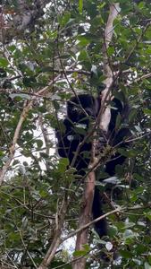 Lemur eating strawberry guava