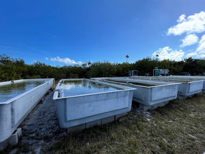 Seagrass Nursery Tanks