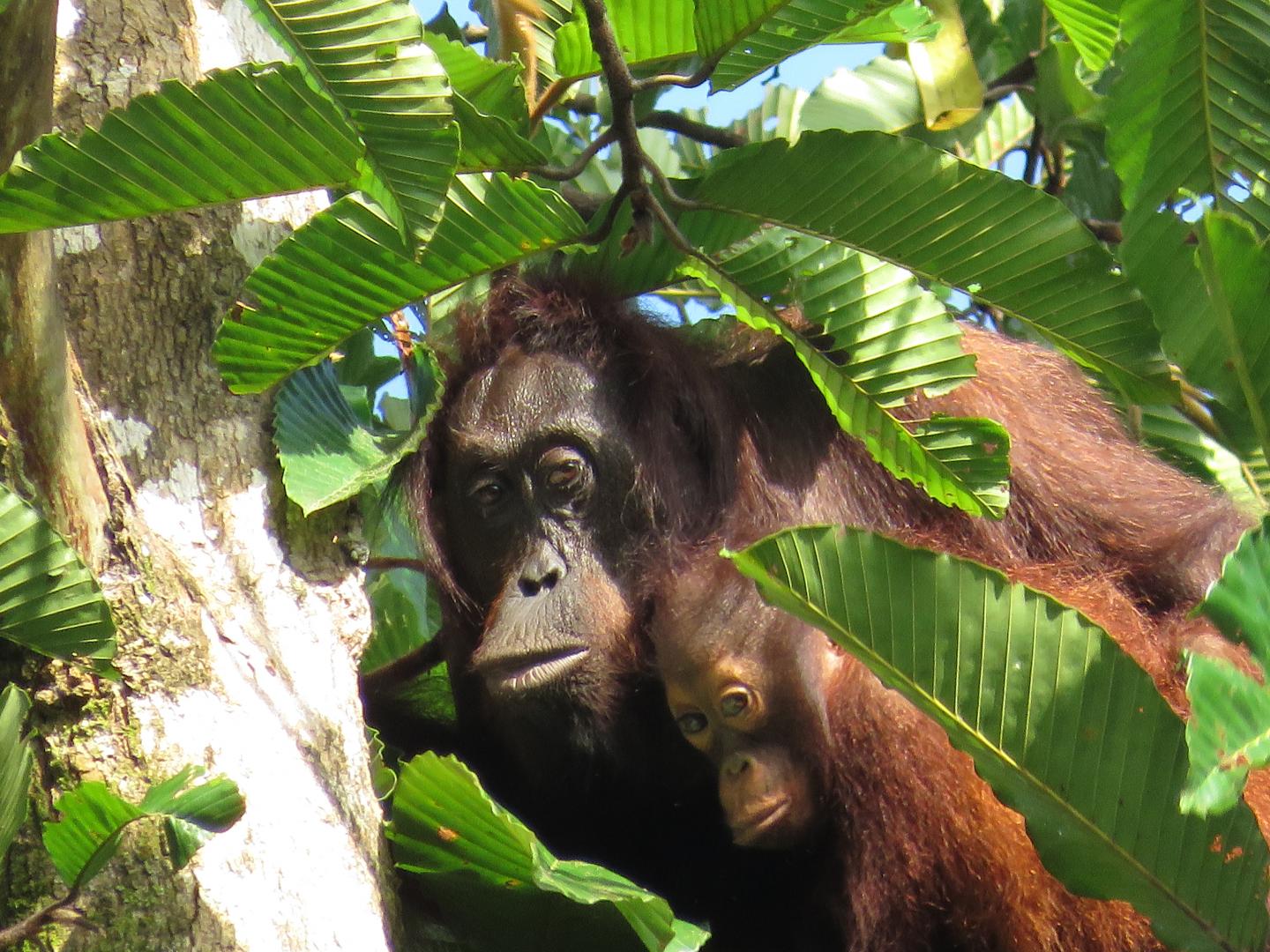 Orangutans Show Vulnerability and Resilience to Different Kinds of Human Influences (4 of 12)
