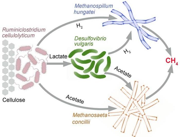 To Study Competition and Cross-Feeding, Scientists Build Synthetic Microbiomes
