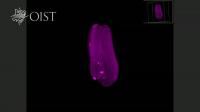 Abnormalities in stamens