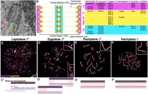 A chromosome 'zipper' conserved across evolution