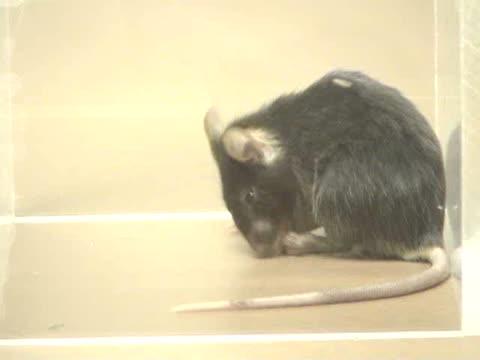 Scratching Mouse