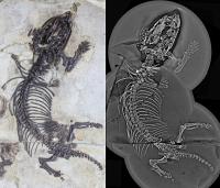Fossiomanus
